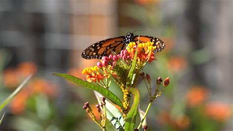 Papillon monarque sur une fleur d'asclépiade