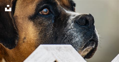 Chien regardant par-dessus une clôture