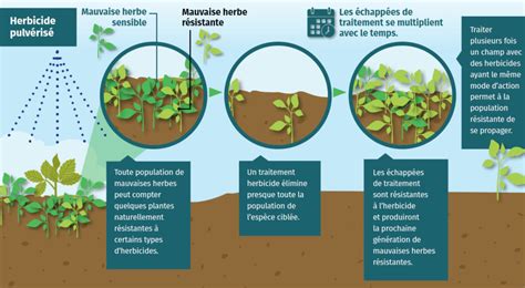 Schéma du mode d'action d'un herbicide de contact et systémique