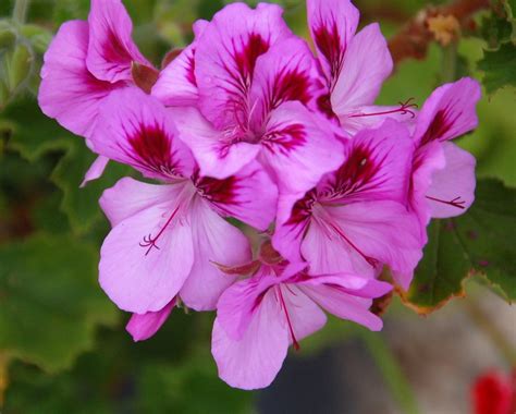 Différences entre Géranium et Pélargonium