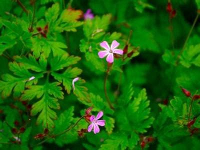 Géranium herbe à Robert en milieu naturel