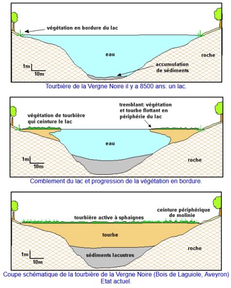 Schéma de la formation d'une tourbière avec la sphaigne