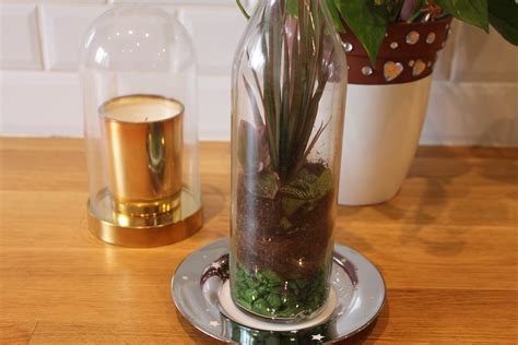 Sphaigne cultivée en bouteille ou terrarium