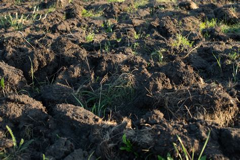Impact de l'interdiction de retournement des prairies
