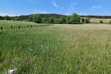 Avantages des prairies naturelles pour l'élevage