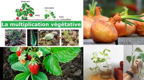 Différentes méthodes de multiplication végétale