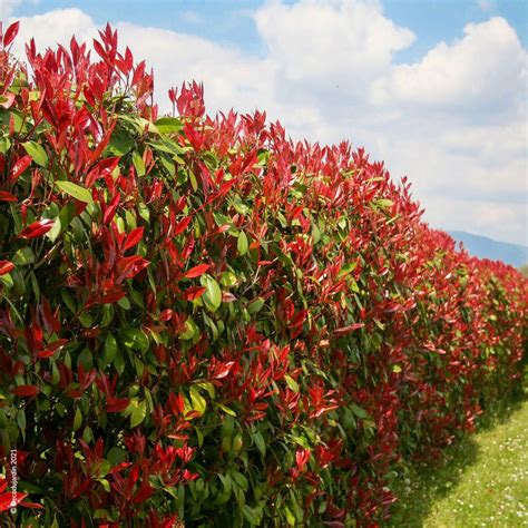 Arbuste Photinia Red Robin en pleine croissance