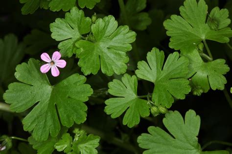 Illustration du Géranium Luisant avec ses feuilles brillantes et ses fleurs roses