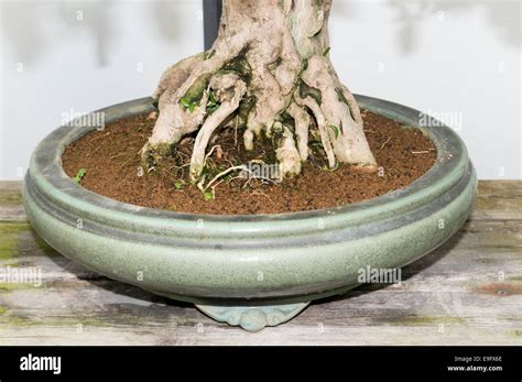 Bonsaï dans un pot traditionnel