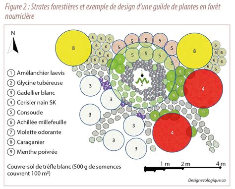 Illustration d'une forêt nourricière