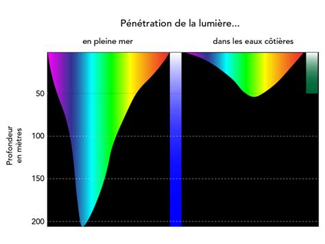 Diagramme illustrant les besoins en lumière et drainage du Diascia