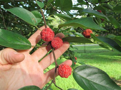 Cudrania tricuspidata fruit