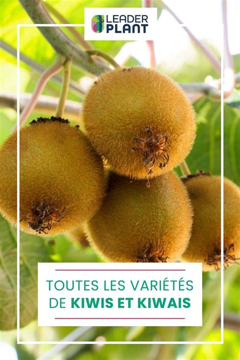 Champ de kiwis et kiwais