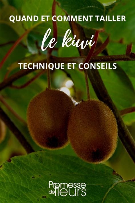 Techniques de taille du kiwi