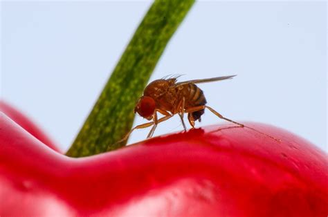 Drosophila suzukii sur un fruit