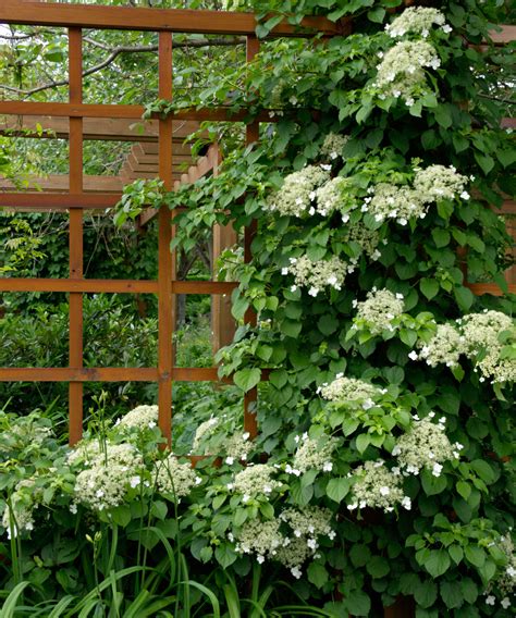 Hortensia grimpant sur un treillis de bois
