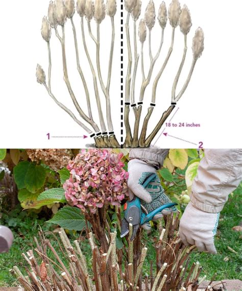Illustration d'un hortensia en pleine floraison avec ses grandes inflorescences