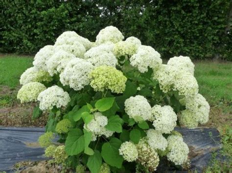 Hortensia arborescent 'Annabelle' en pleine floraison
