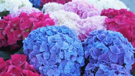 Diverses variétés d'hortensias Hovaria montrant leurs couleurs et formes uniques