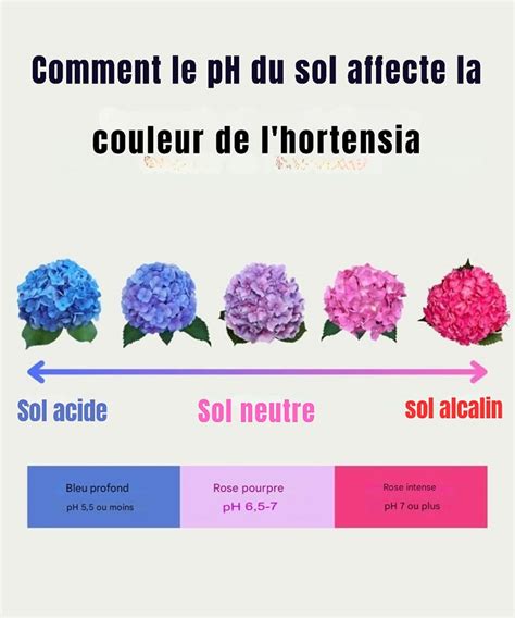 Image montrant les différentes couleurs d'hortensias en fonction du pH du sol