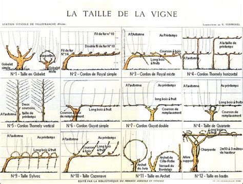 Schéma d'une plantation de vigne à haute densité