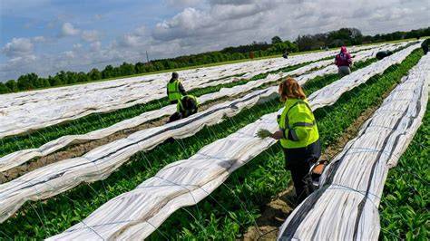 Travailleurs agricoles saisonniers en France