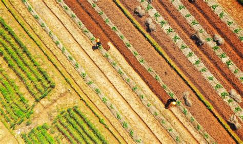 Visuel montrant des demandeurs d'asile travaillant dans un champ maraîcher collectif