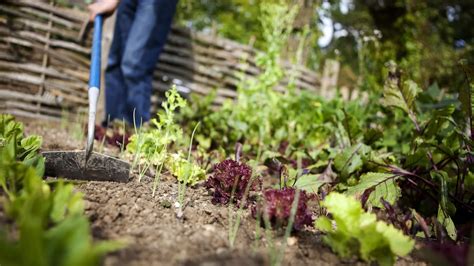 Binage du sol dans un potager