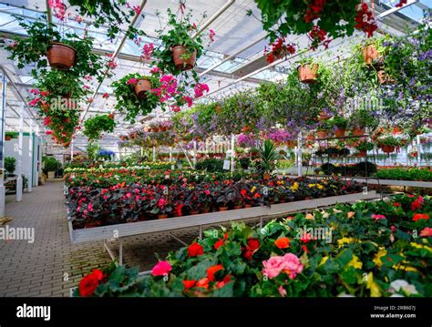 Intérieur d'une serre de production florale