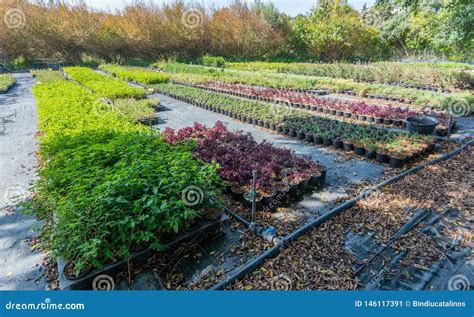 Pépinière avec divers arbustes