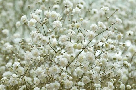 photobooth avec un mur de gypsophile blanc