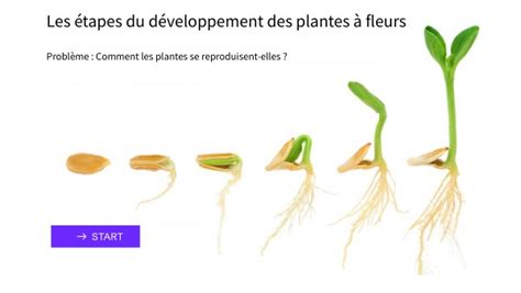 Exemple de plantes à grand développement et leur impact sur l'espace
