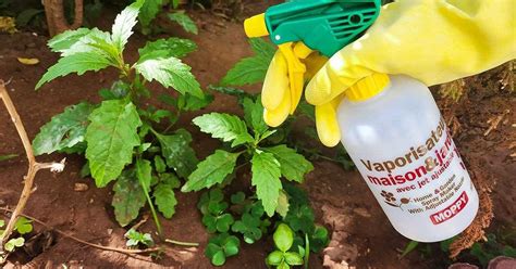 jardinier utilisant un désherbant naturel