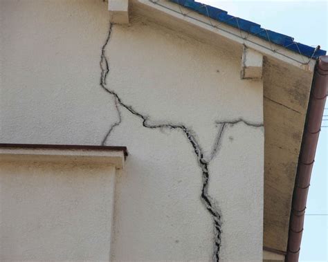 gros plan sur la cymbalaire des murs poussant dans les fissures d'un vieux mur