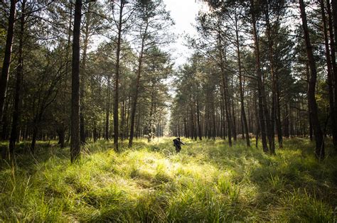 Forêt de Sologne