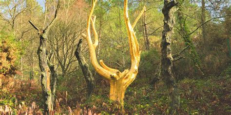 Arbre d'or dans la Forêt de Brocéliande