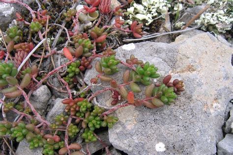 Sedum rubrotinctum avec ses feuilles vertes et rouges