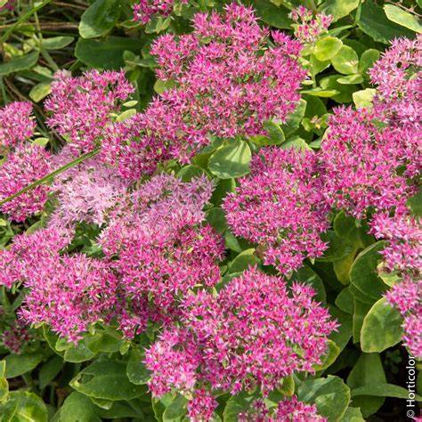 Différentes variétés de Sedum