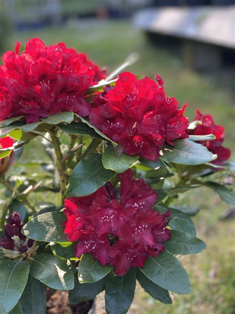 Rhododendron 'Cherry Kiss' en pleine floraison