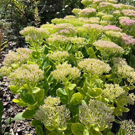 illustration du Sedum spectabile 'Brillant' en pleine floraison