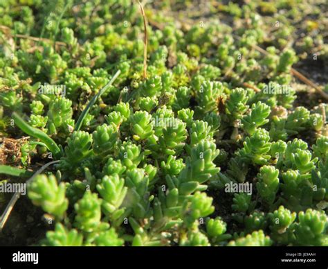 gros plan sur les feuilles charnues du Sedum spectabile