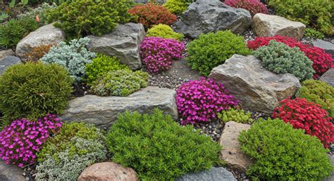 jardin de rocailles avec diverses variétés de Sedum