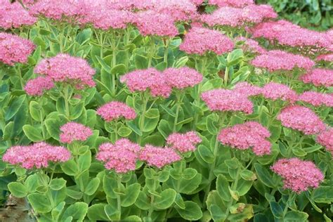image d'une plante de Sedum et de son gel apaisant