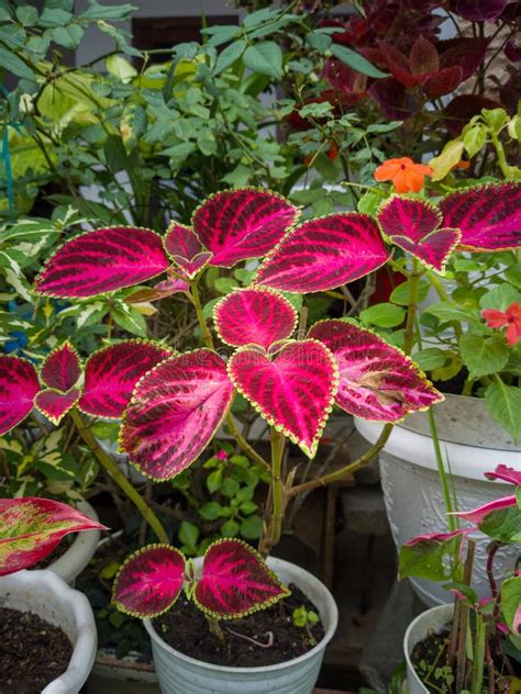 Plantes ornementales luxuriantes et saines