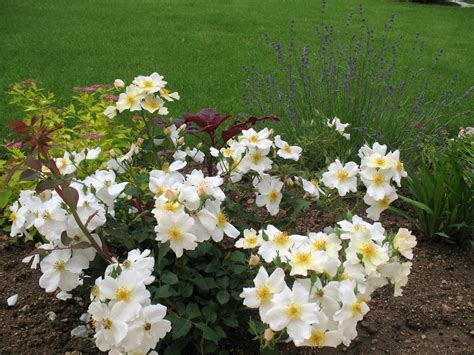 Rosier Kew Gardens en pleine floraison