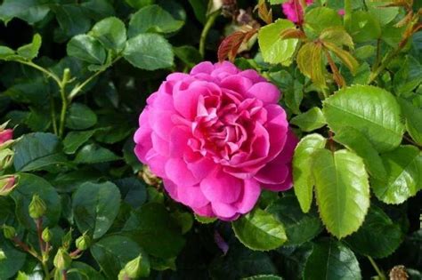 Feuillage sain d'un rosier anglais