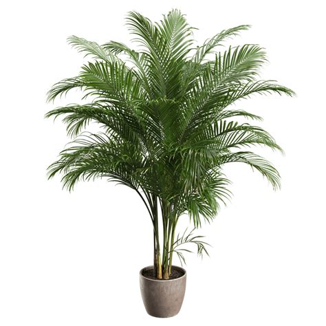 Palmier Areca en pot