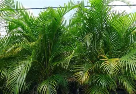 Différentes tailles de palmiers Areca disponibles à la commande