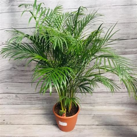 Rempotage d'un palmier Areca