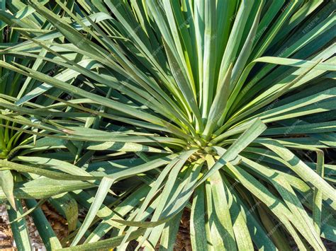 Feuilles de palmier Areca avec des pointes brunes